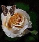 Rose-weiss.gif (45598 Byte)